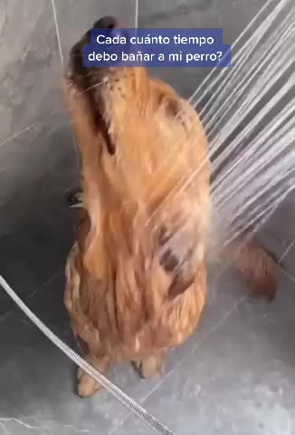 @mascotasfelices
