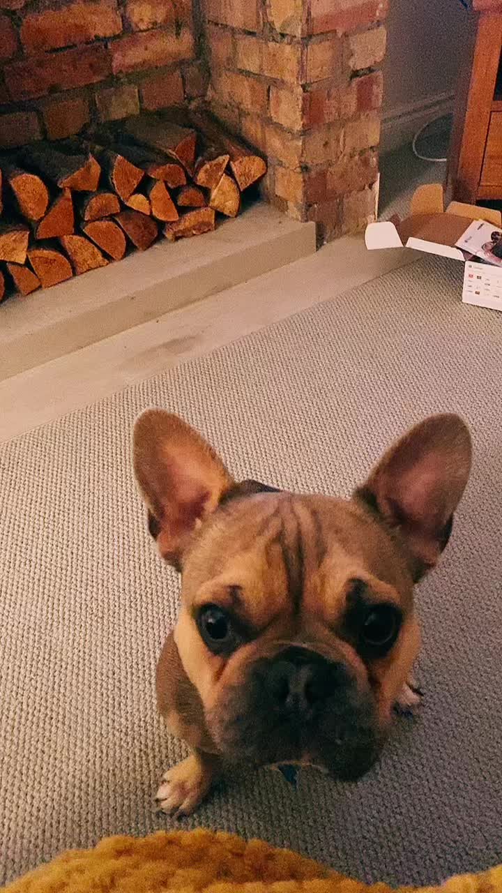 @BarryTheFrenchie