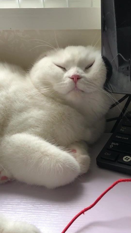 @무지막지한 막무家네 🍙🍘