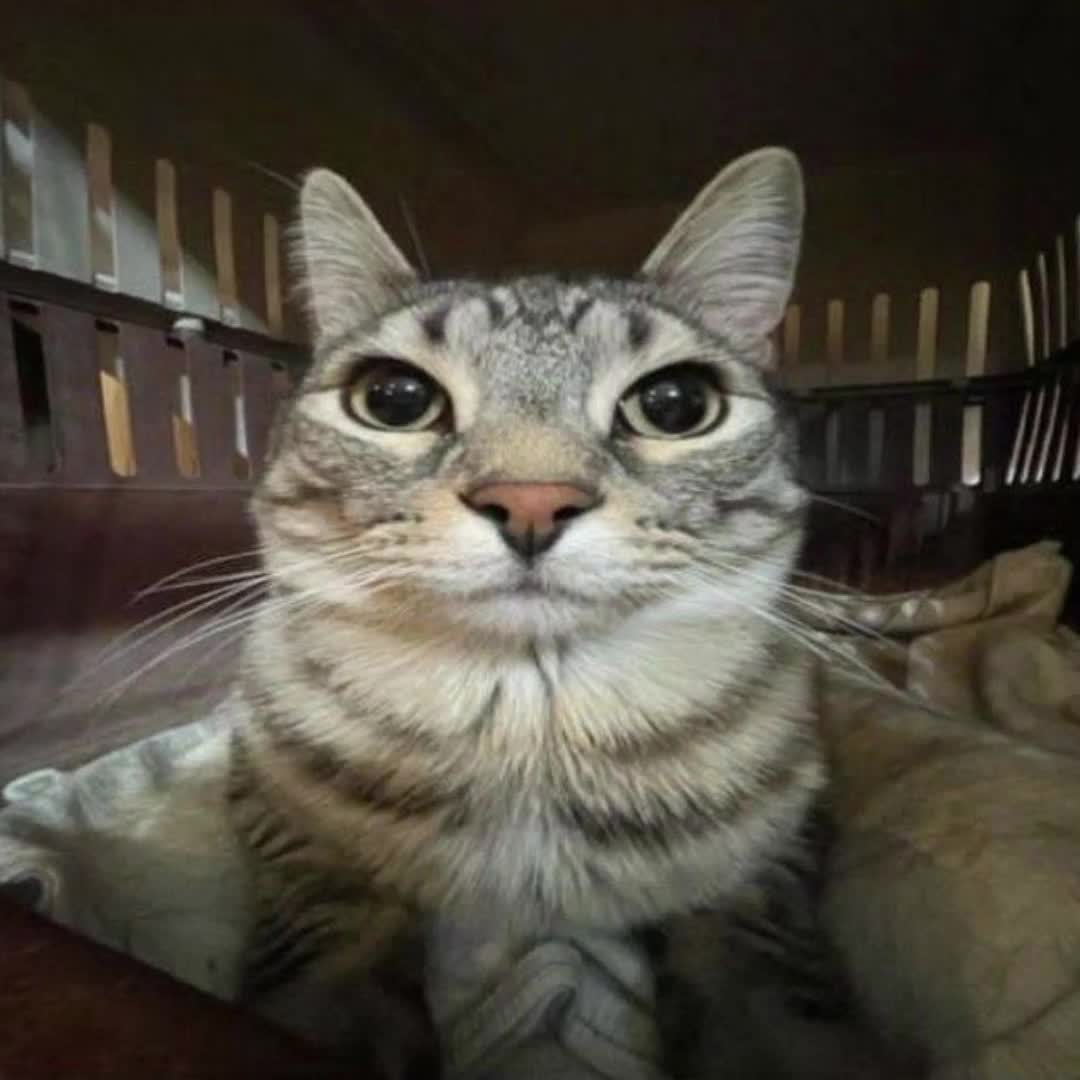 @semka⁴²