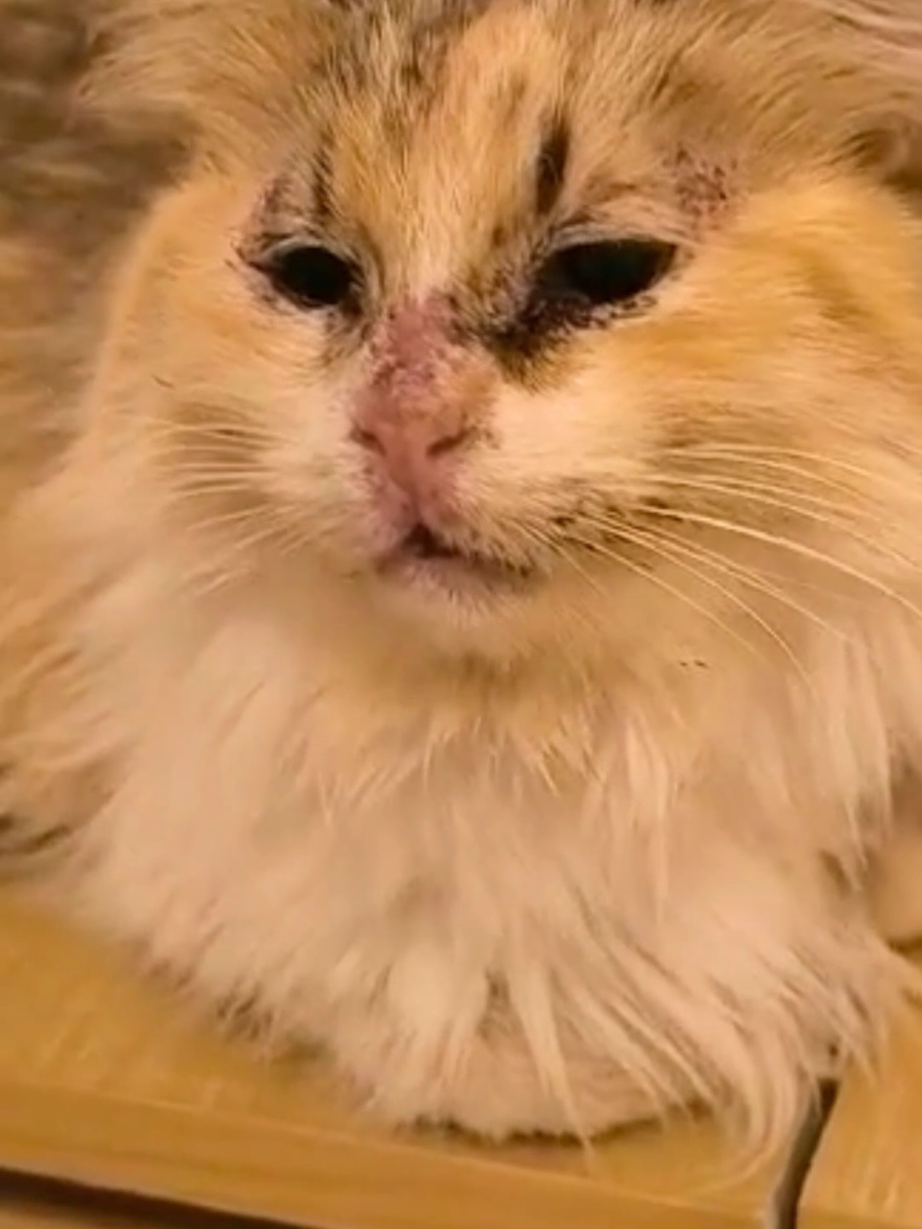 @Greek Animal Rescue