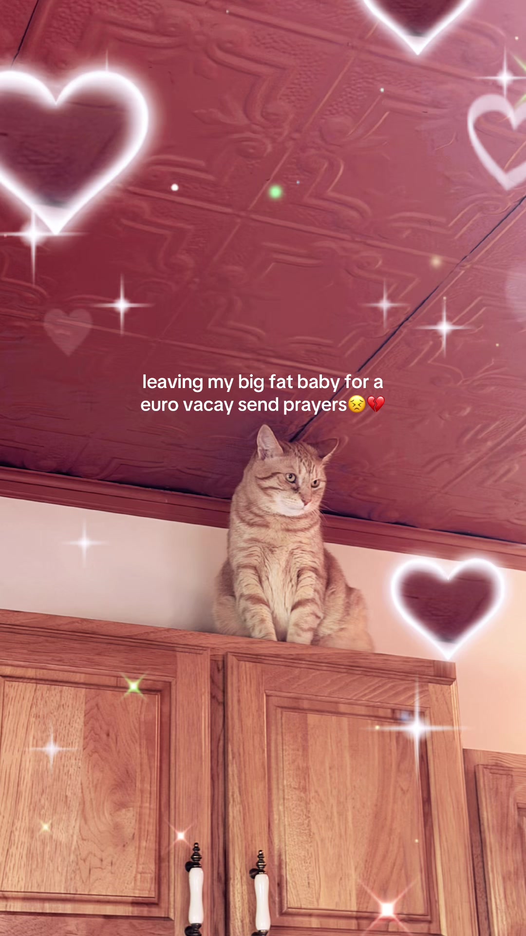 @bink the big orange cat