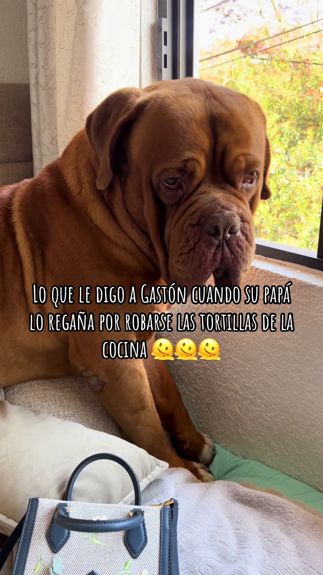 @Gaston el cachorro