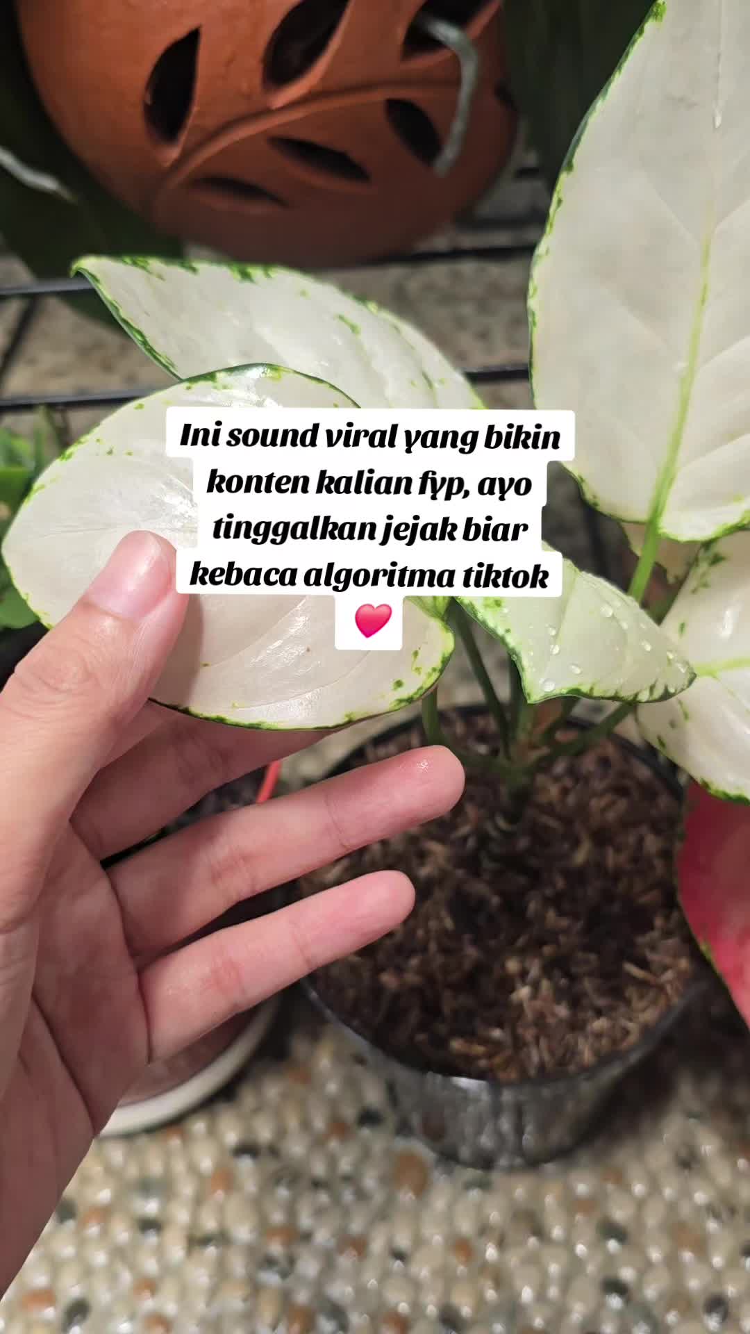 @Kupu kupu Orange