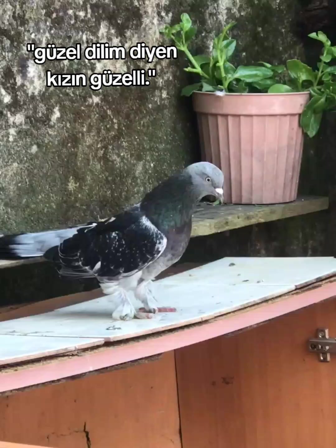@Atakan 8154