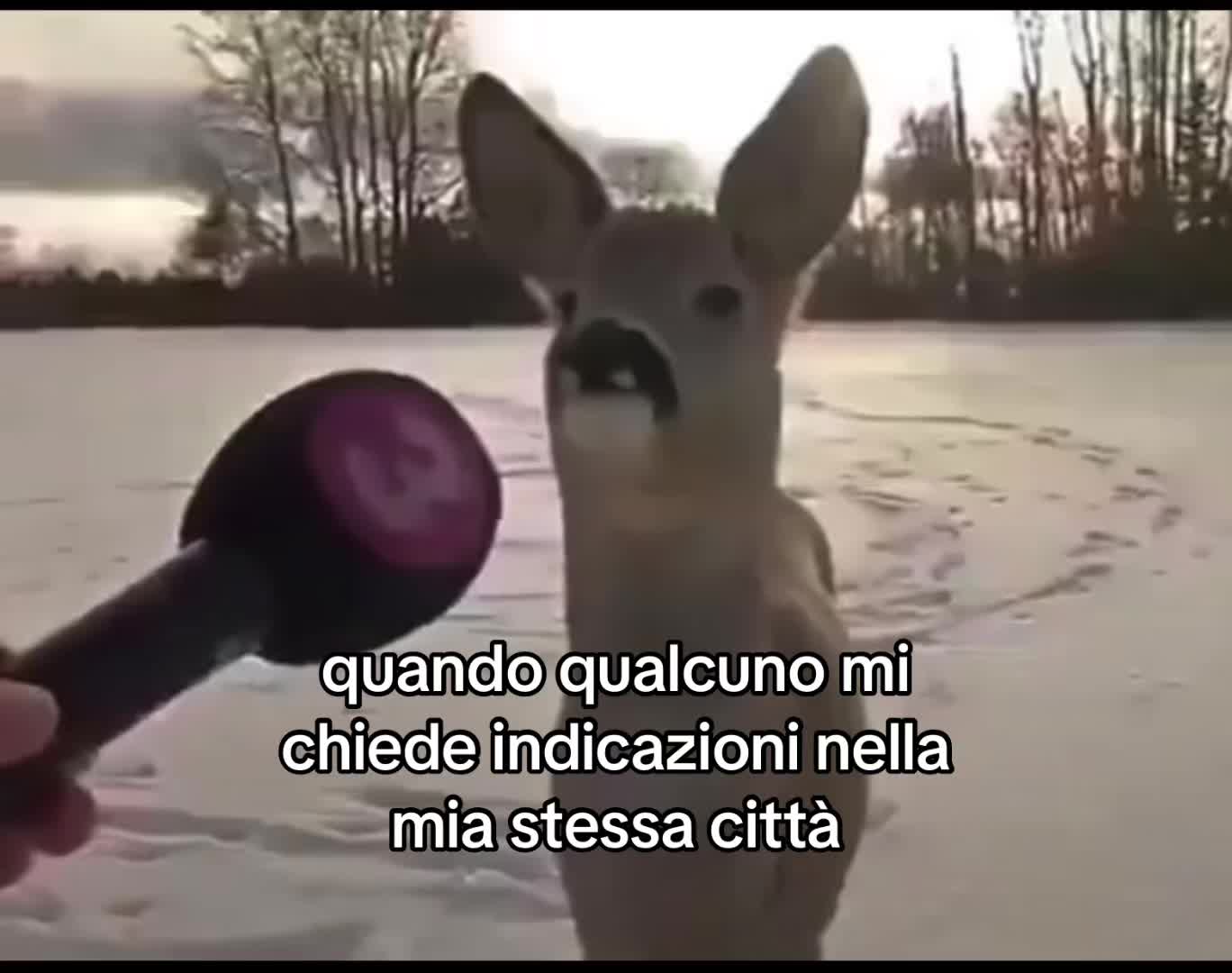 @catlovers