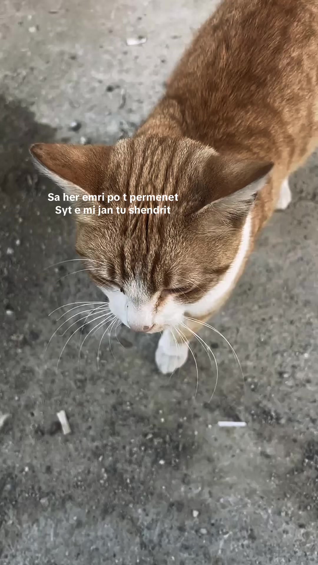 @klajdihps