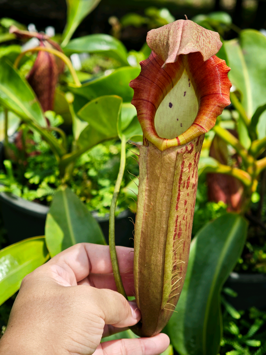 @GSp.Rayong Nepenthes