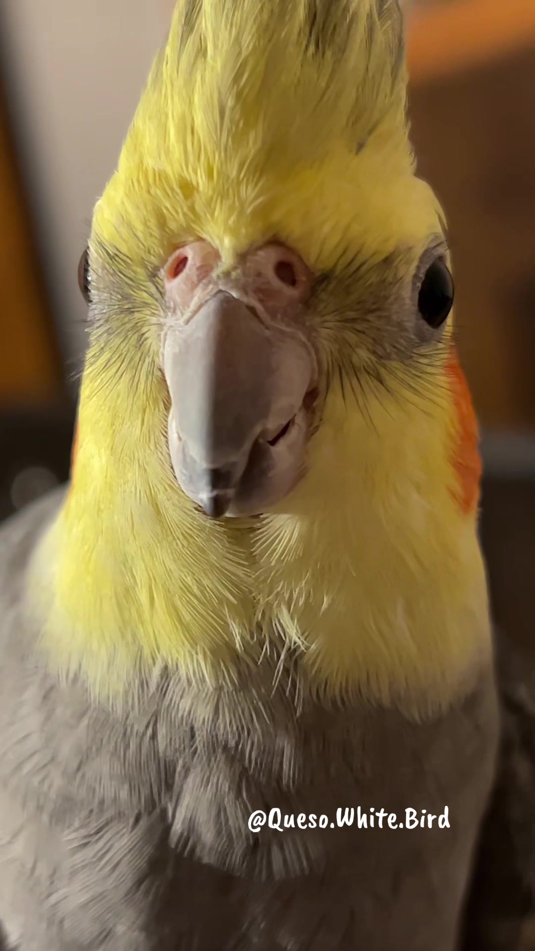 @Queso White Bird 🕊️