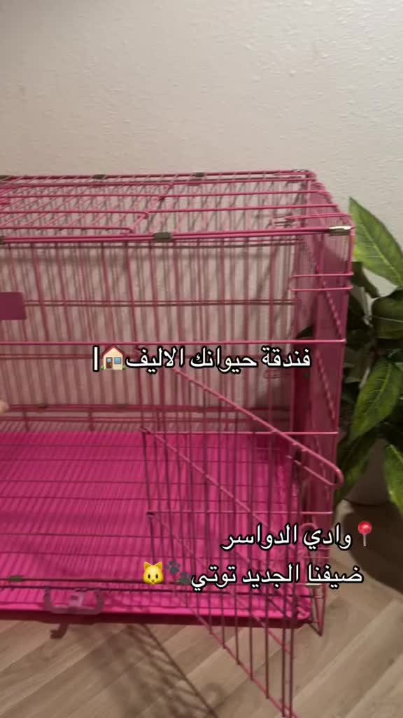 @فندقة وادي الدواسر | طيور وقطط