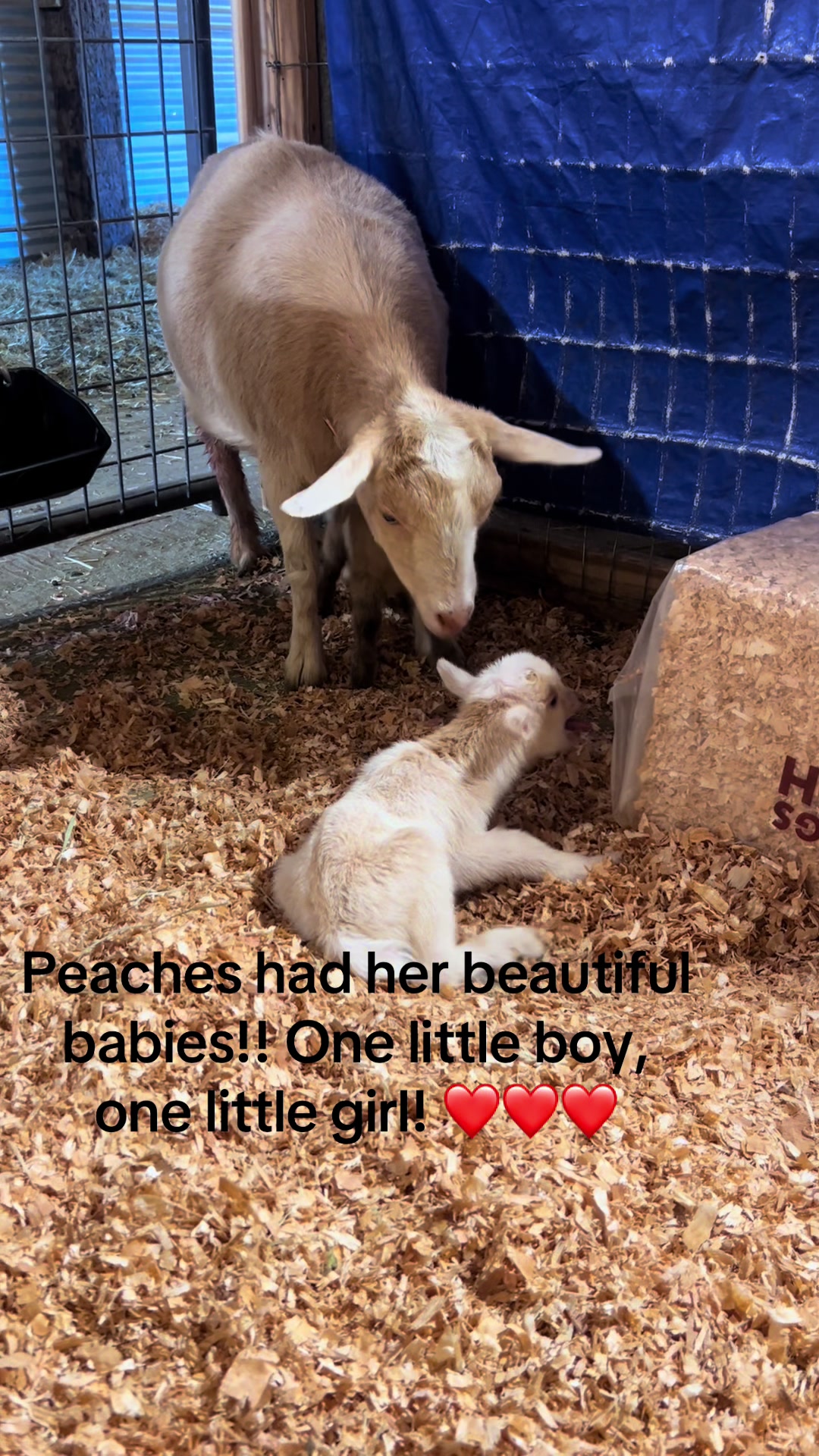@WollamFarm
