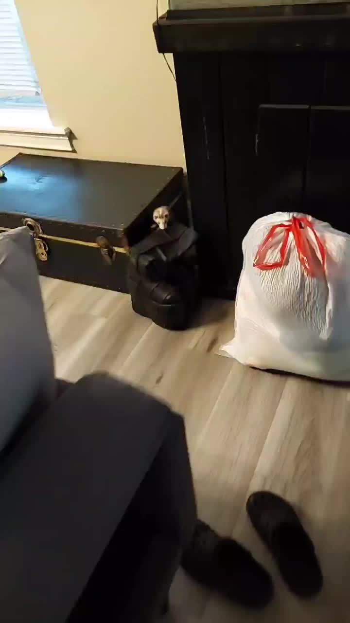 @onifoxmaster