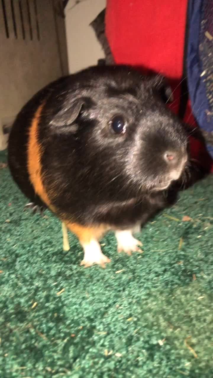 @💛✨Nova✨💛
