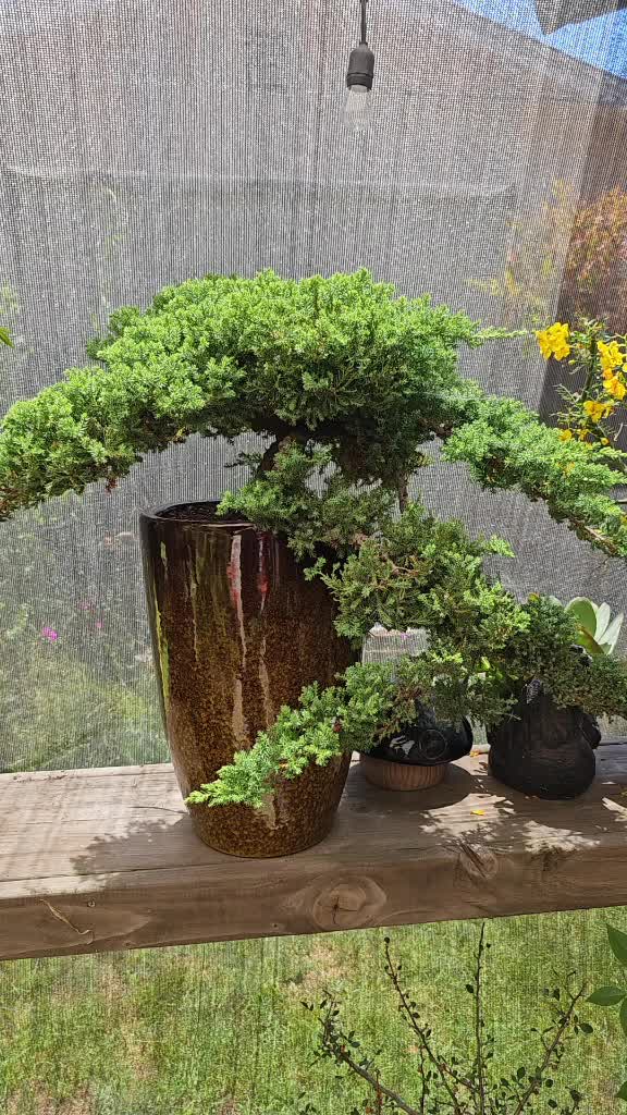 @North County Bonsai