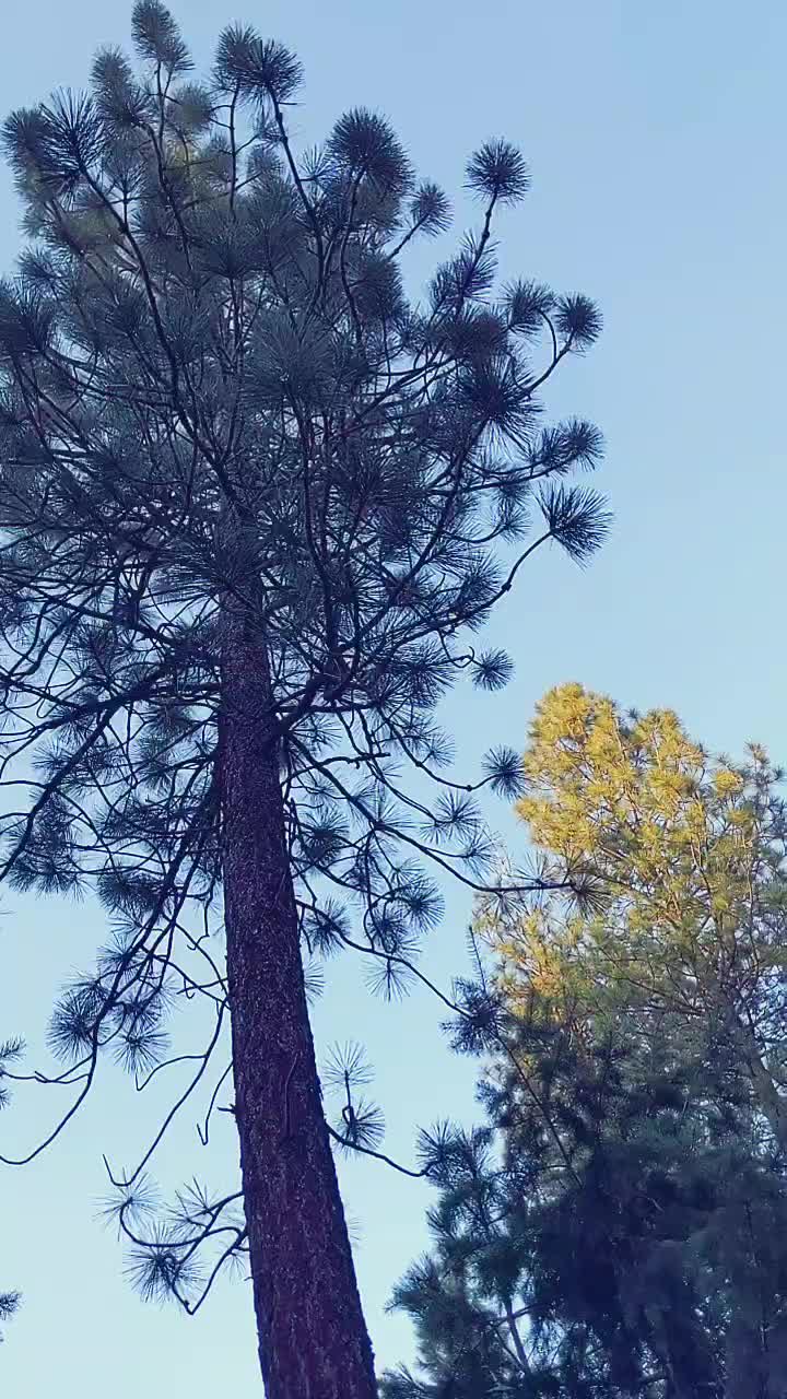 @WolveAmber