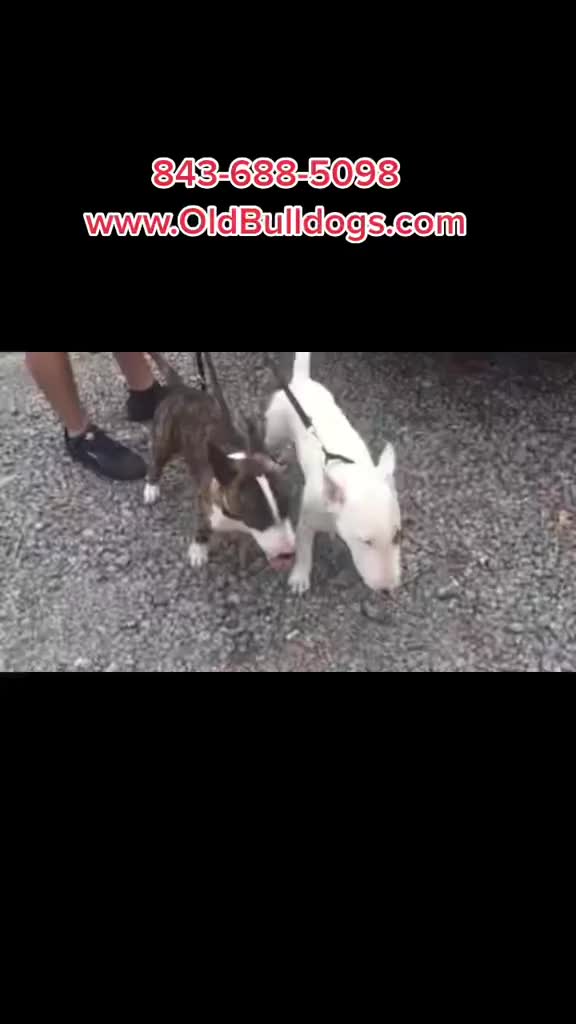 @OGMasterOfAllBulldogs