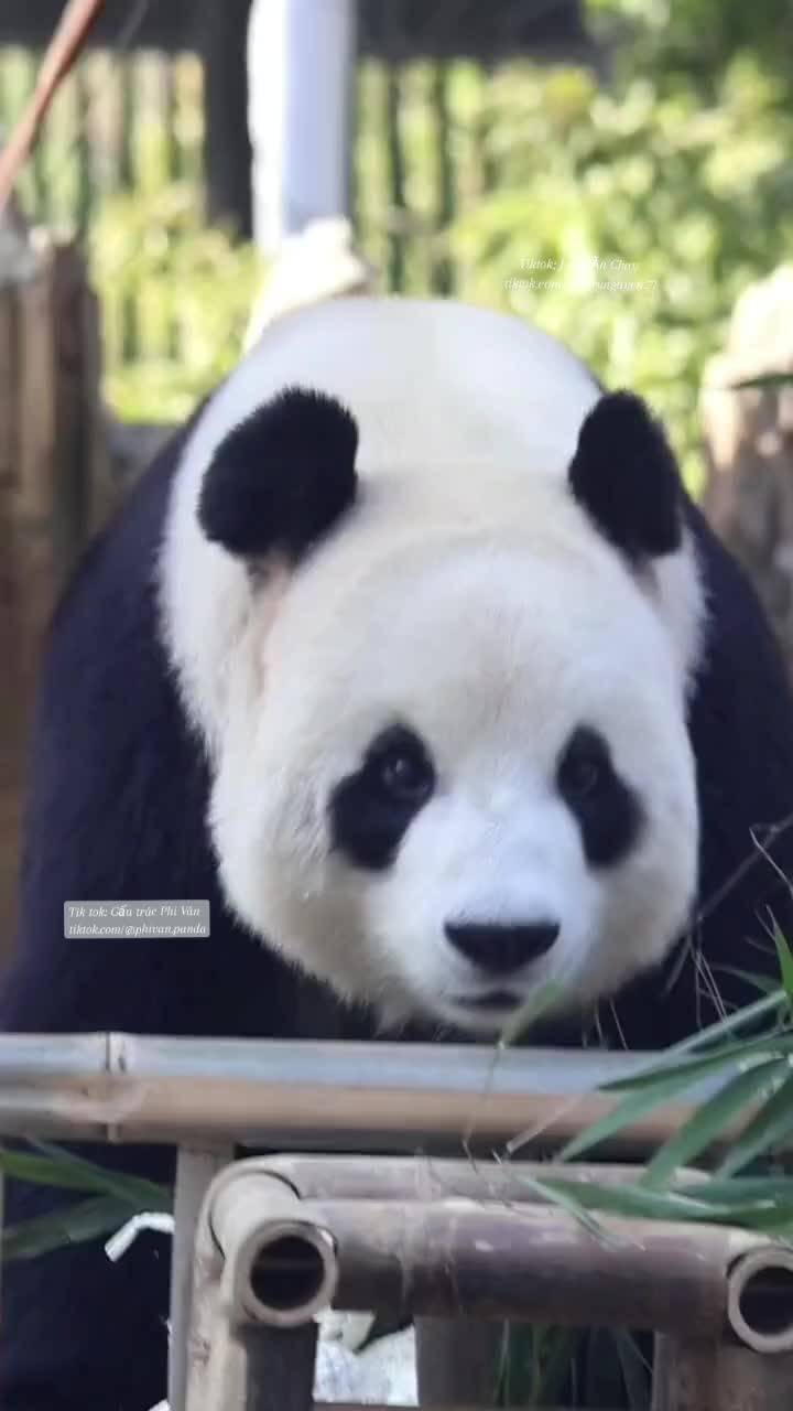 @Gấu tr&uacute;c Phi V&acirc;n
