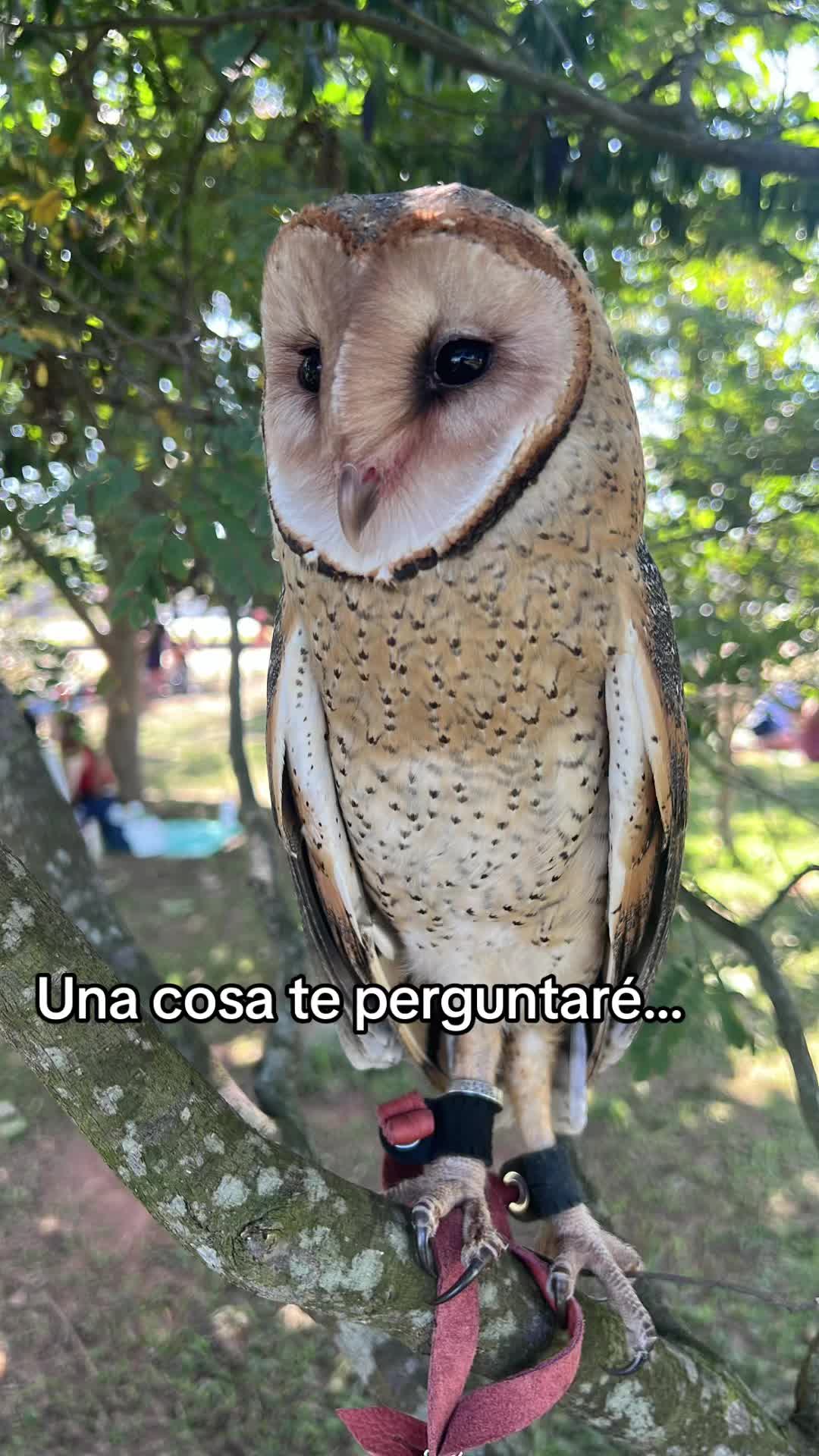 @lincozinh