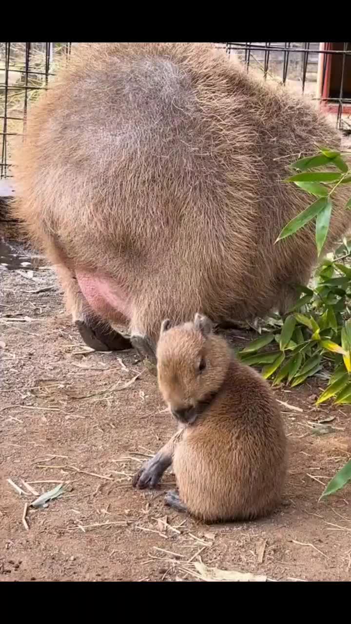 @CaPyBaRa