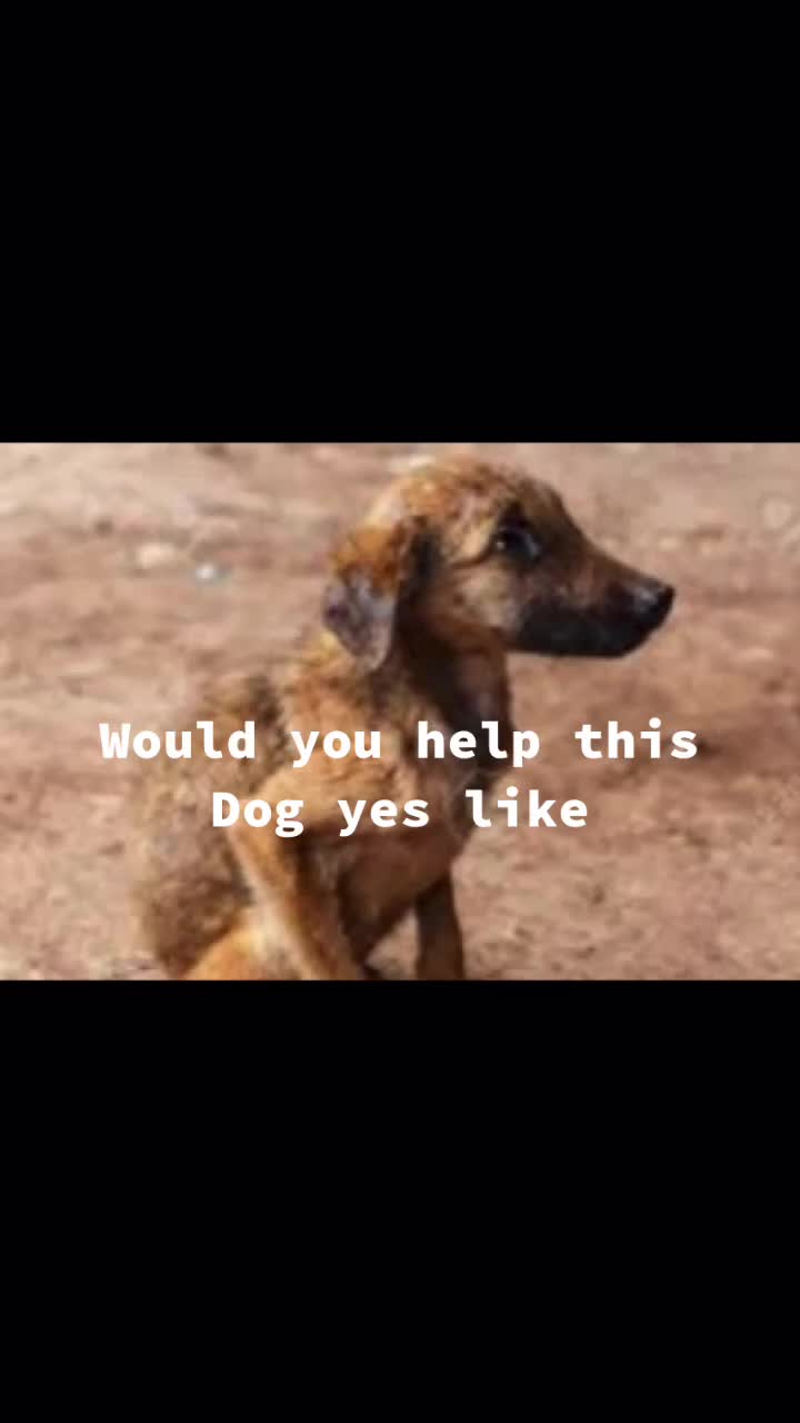 @DOGMasterHarley