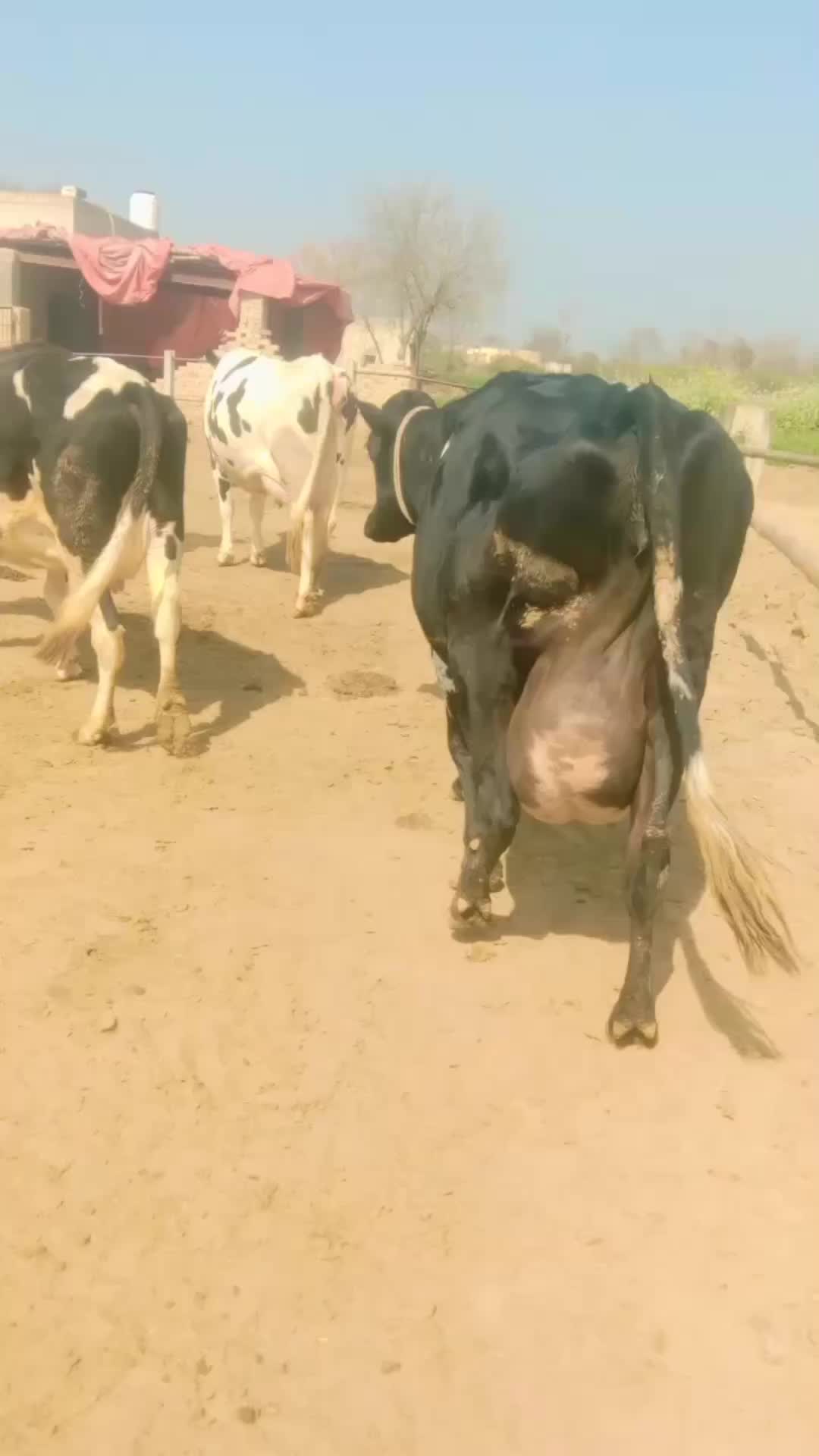 @Miandairyfarm
