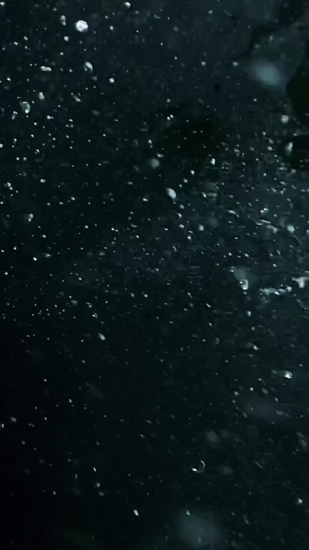 @kurague🐟