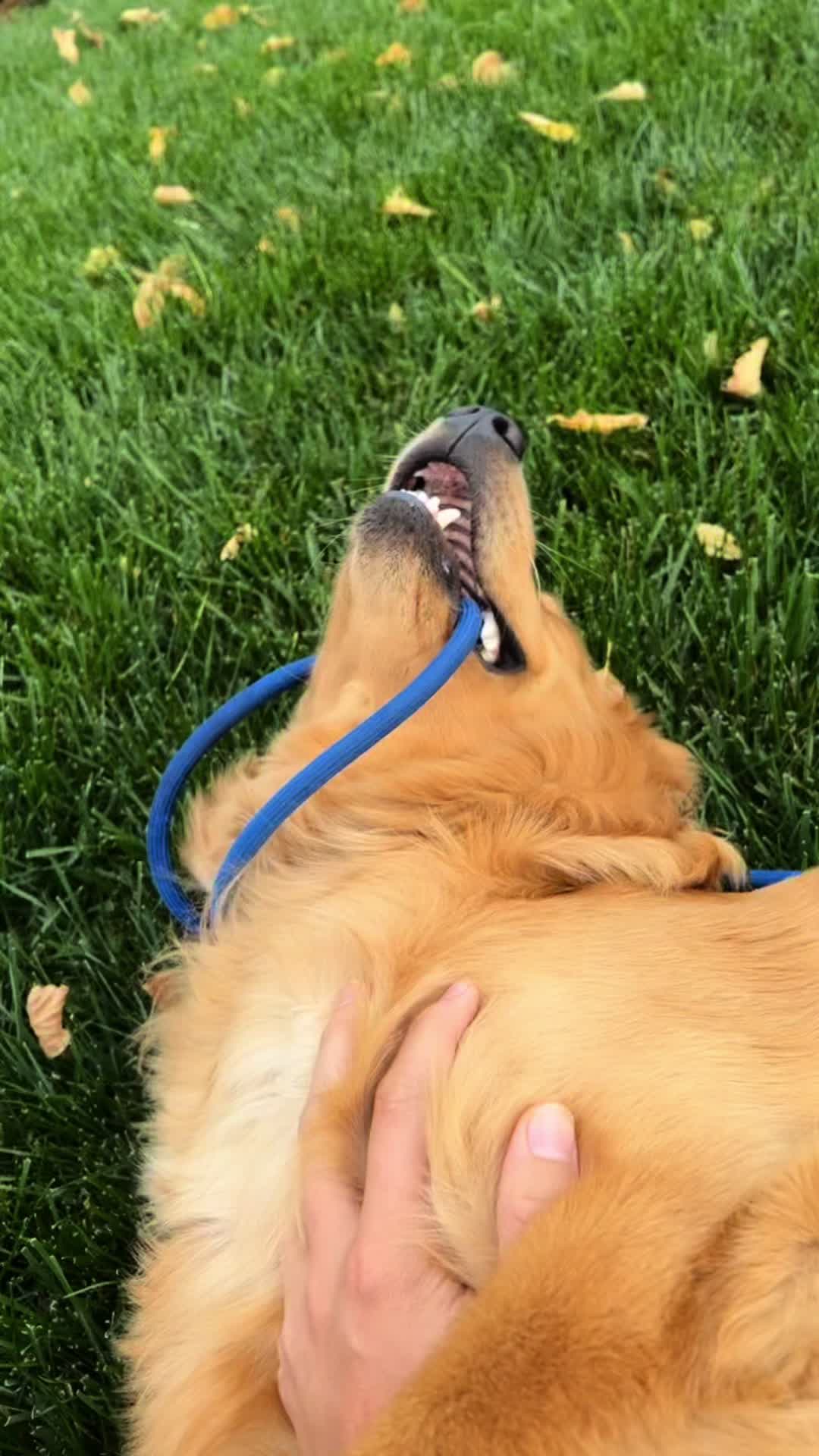 @Beanplop