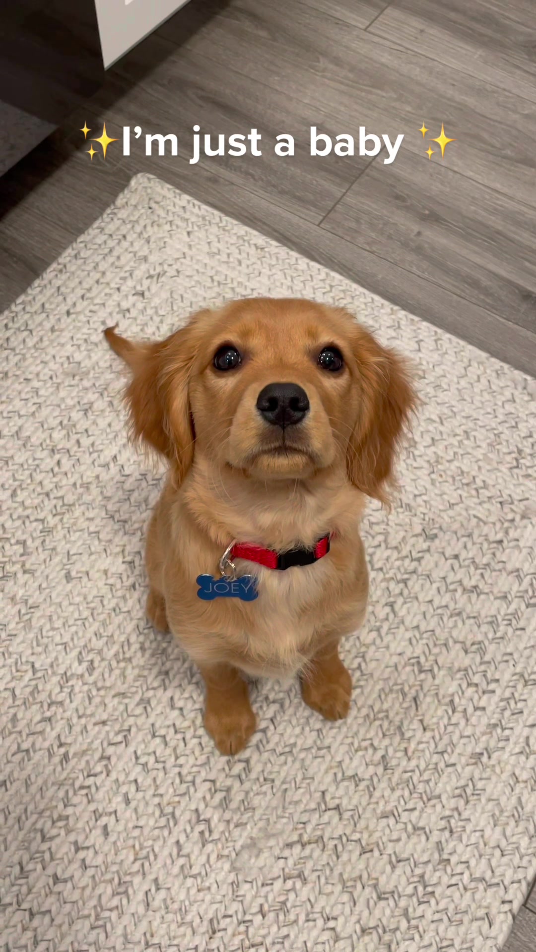 @joeythegoldencavalier