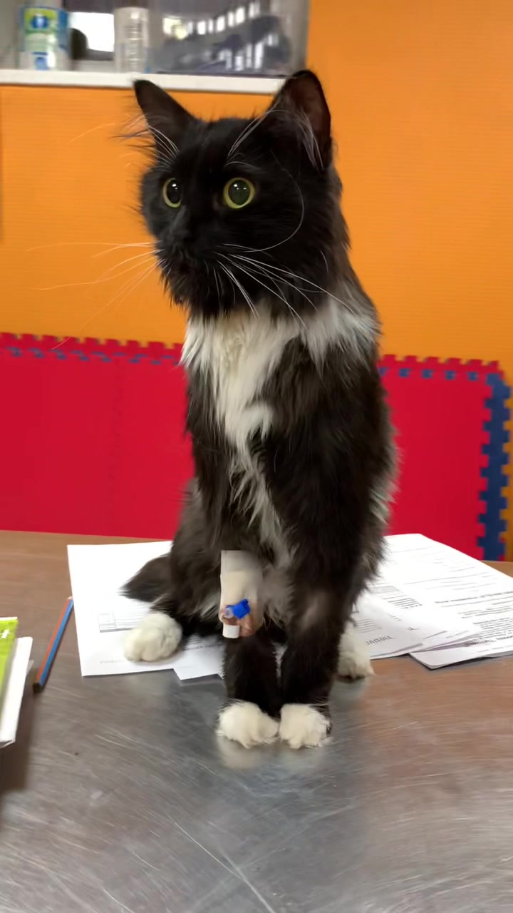 @КОТ МУЖИК 🐾