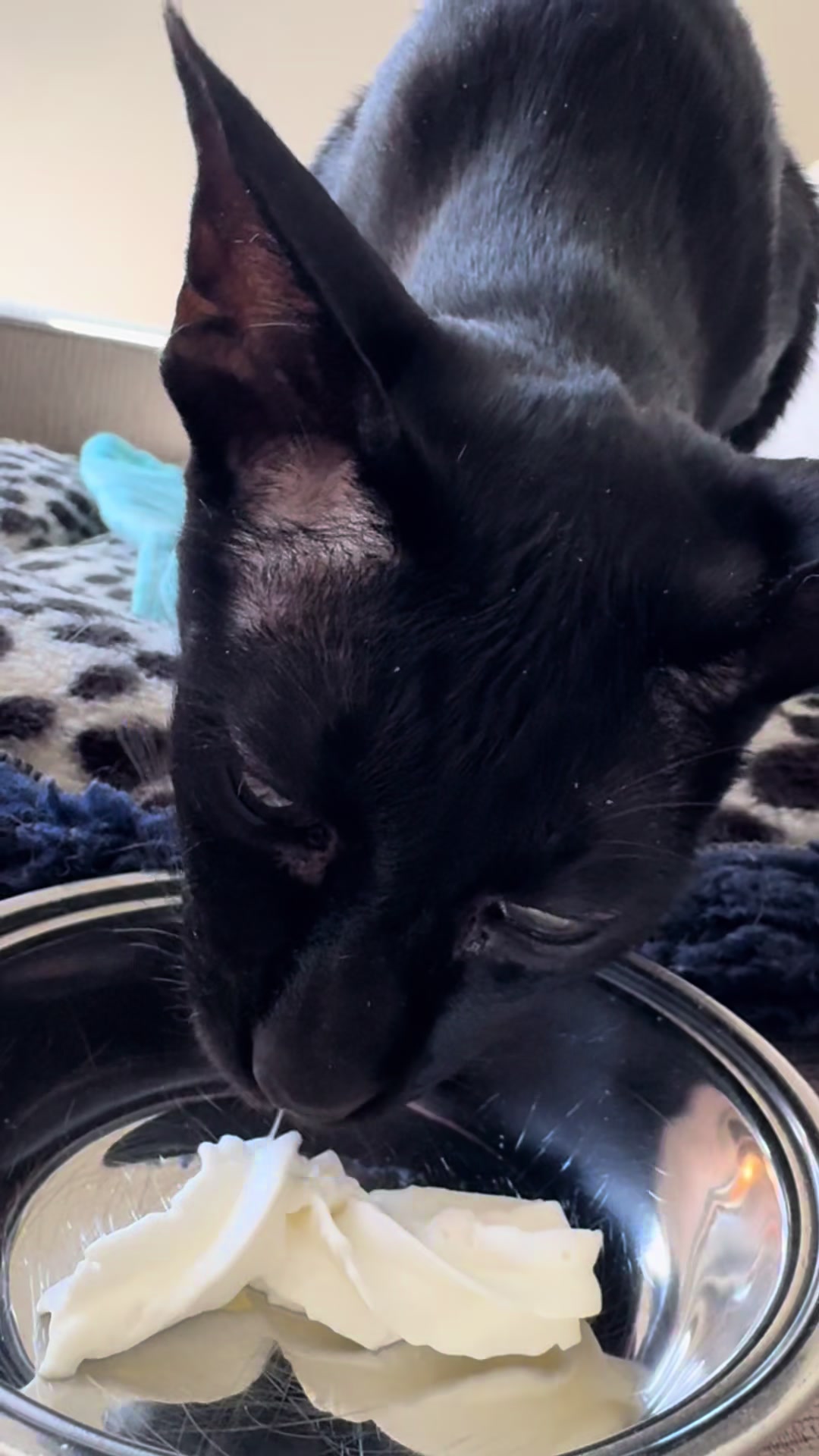 @hobbikats
