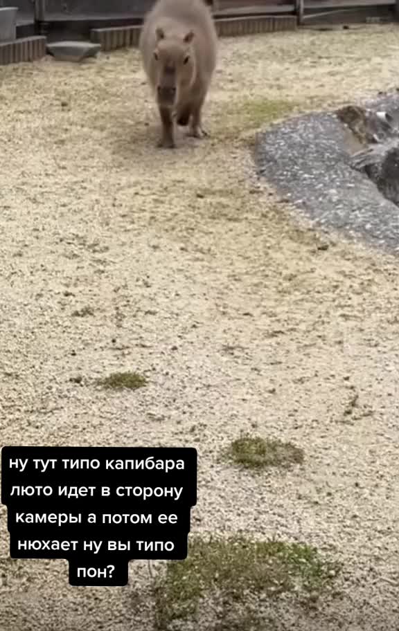 @grechiha1337228
