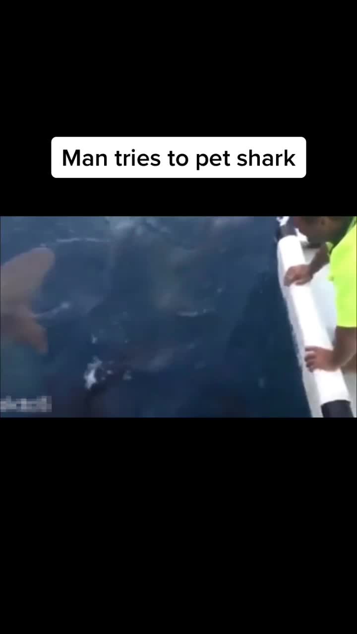 @When_animals_attack