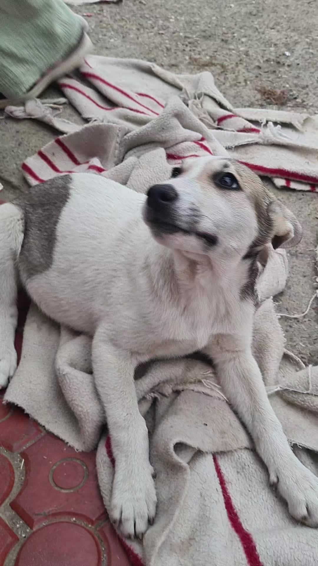 @Salvează o inimă