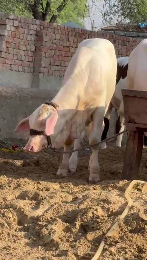 @user82159261514