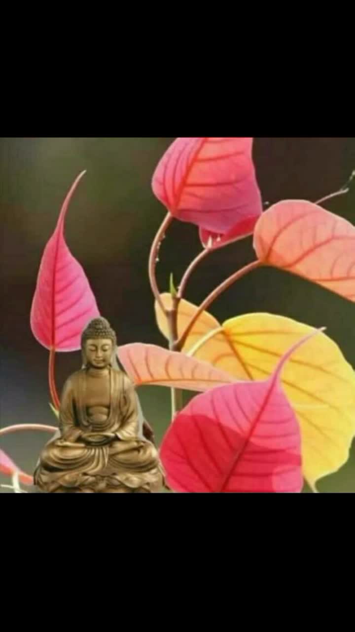 @ಸೀನು ಕೋಲಾರ್