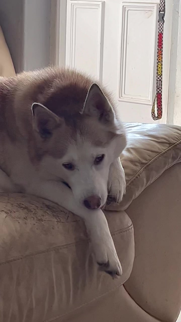 @Poppy the Siberian