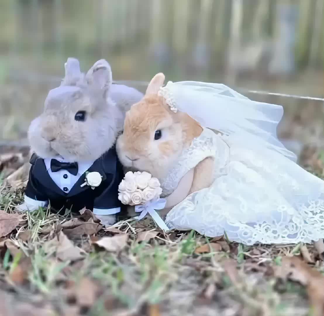 @𝐑𝐚𝐣𝐩𝐨𝐨𝐭 𝐐𝐮𝐞𝐞𝐧