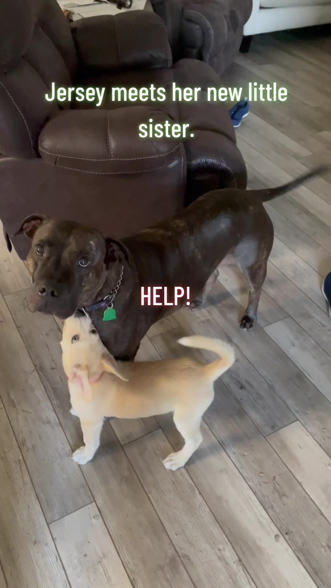 @Bella the Pup