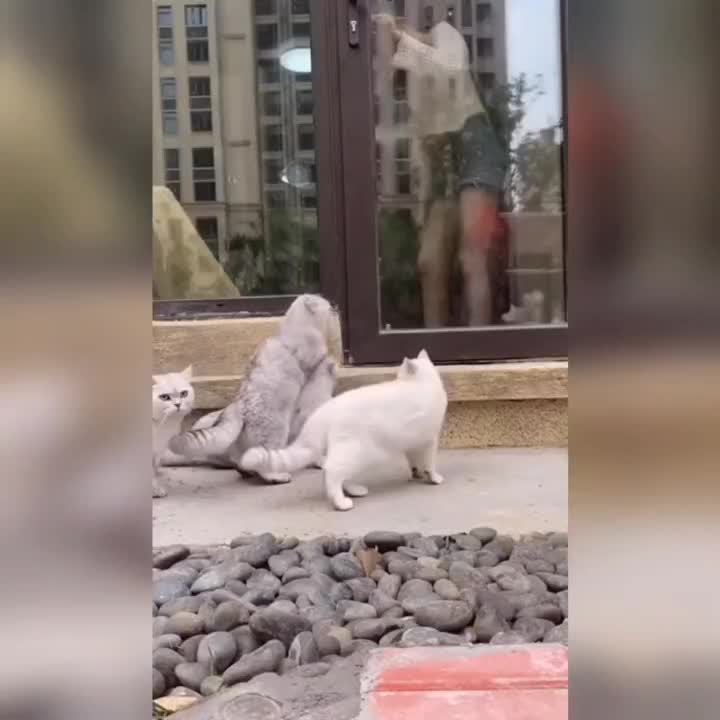 @leonupetpet