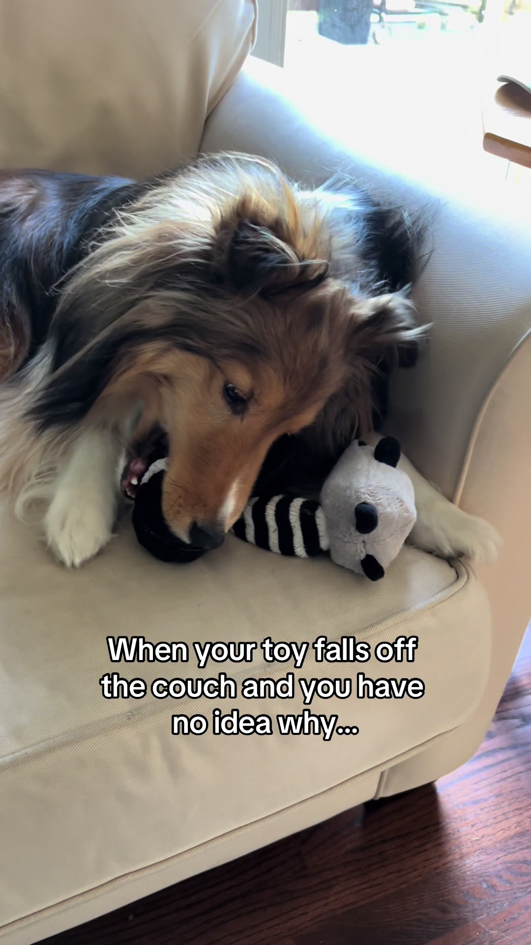 @Pepin The Sheltie