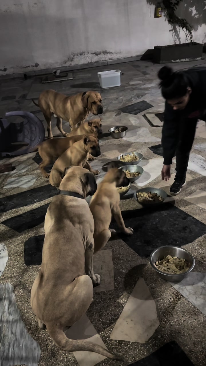 @AJK PRESA CANARIOS🇵🇰🐶