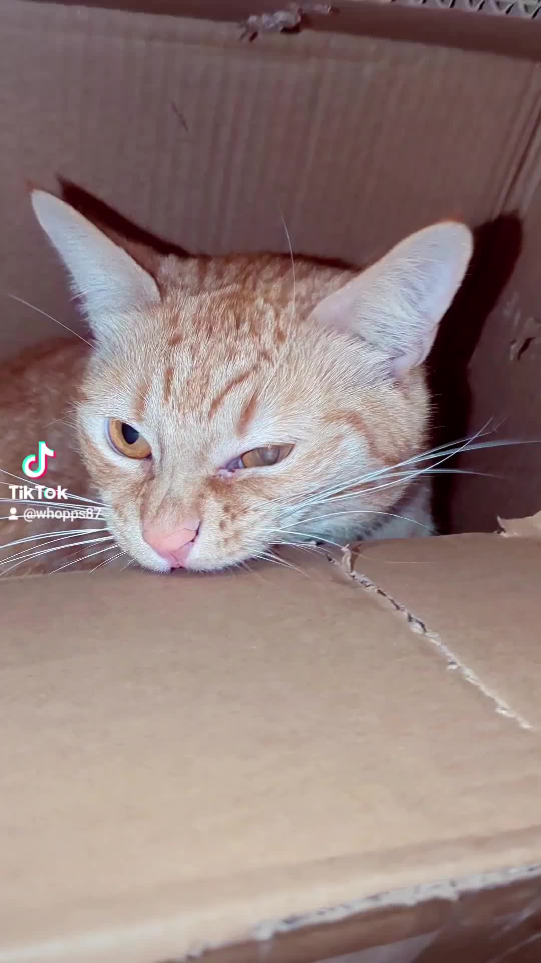 @Gingerninger_cat2021