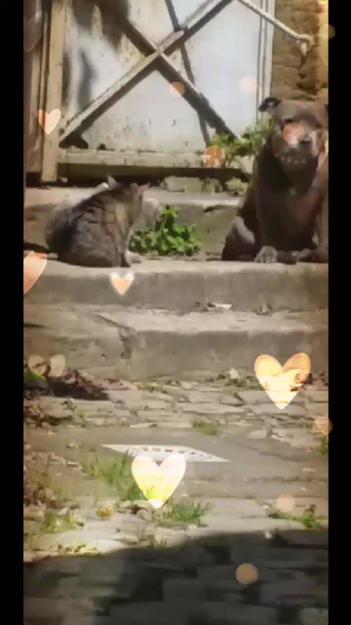 @RIMA et sa tribu 🐶🐱🐱🐱