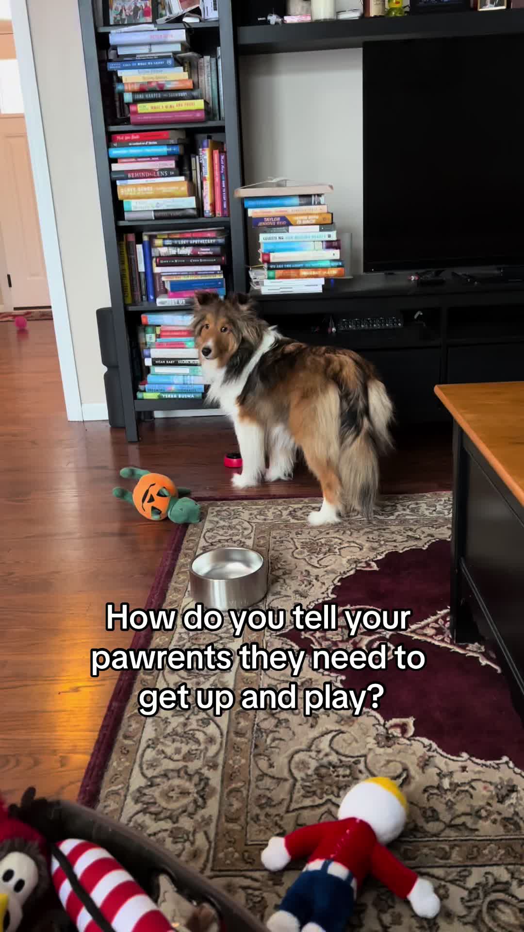 @Pepin The Sheltie