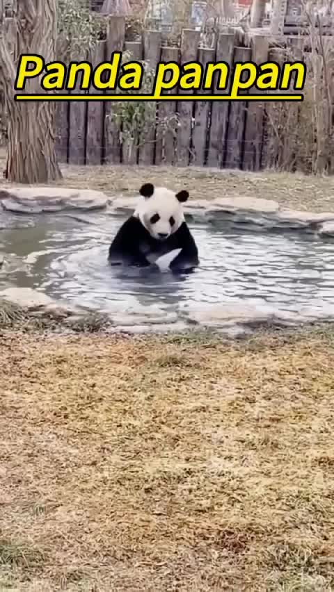 @Many pandas