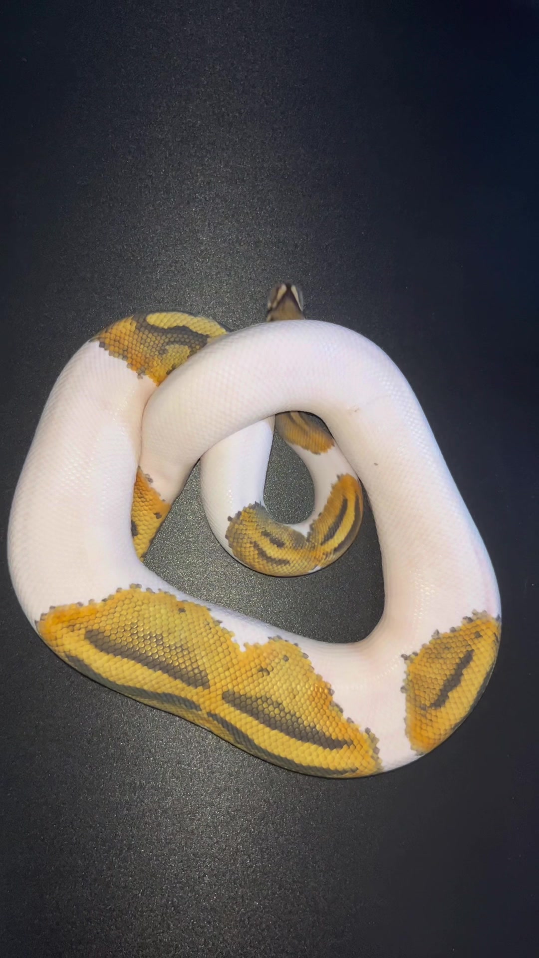 @unlikelymorphs