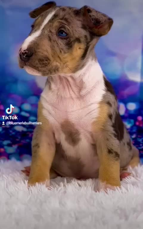 @Mini Bull Terriers from Hell