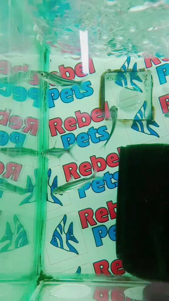 @Rebel Pets 🐠