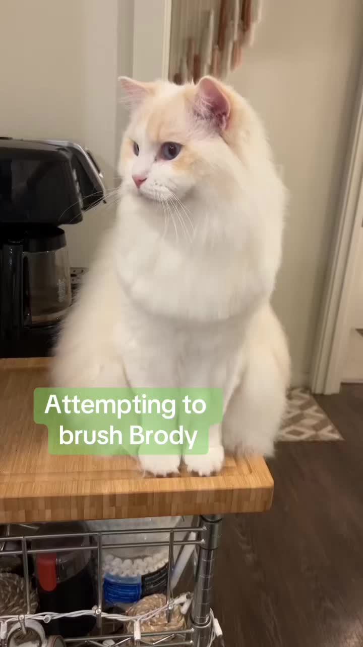 @Brody The Ragdoll Cat