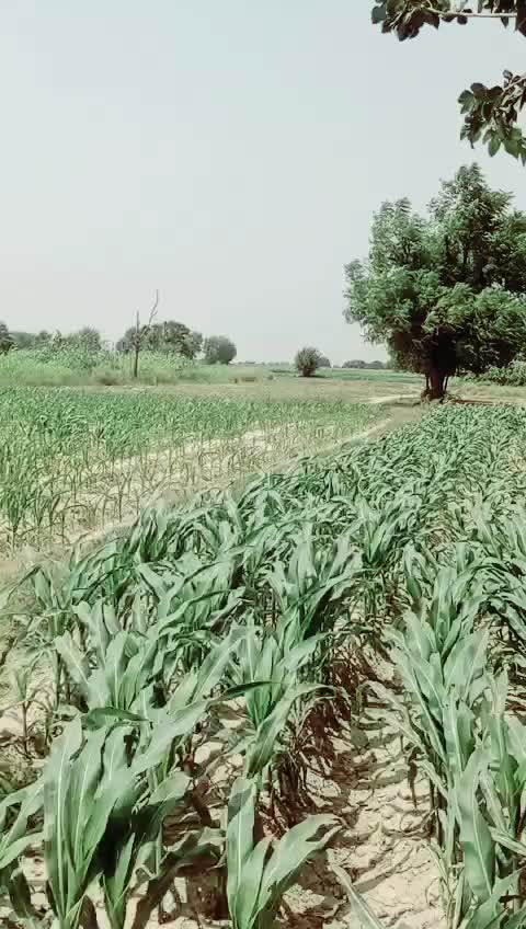 @hsnan